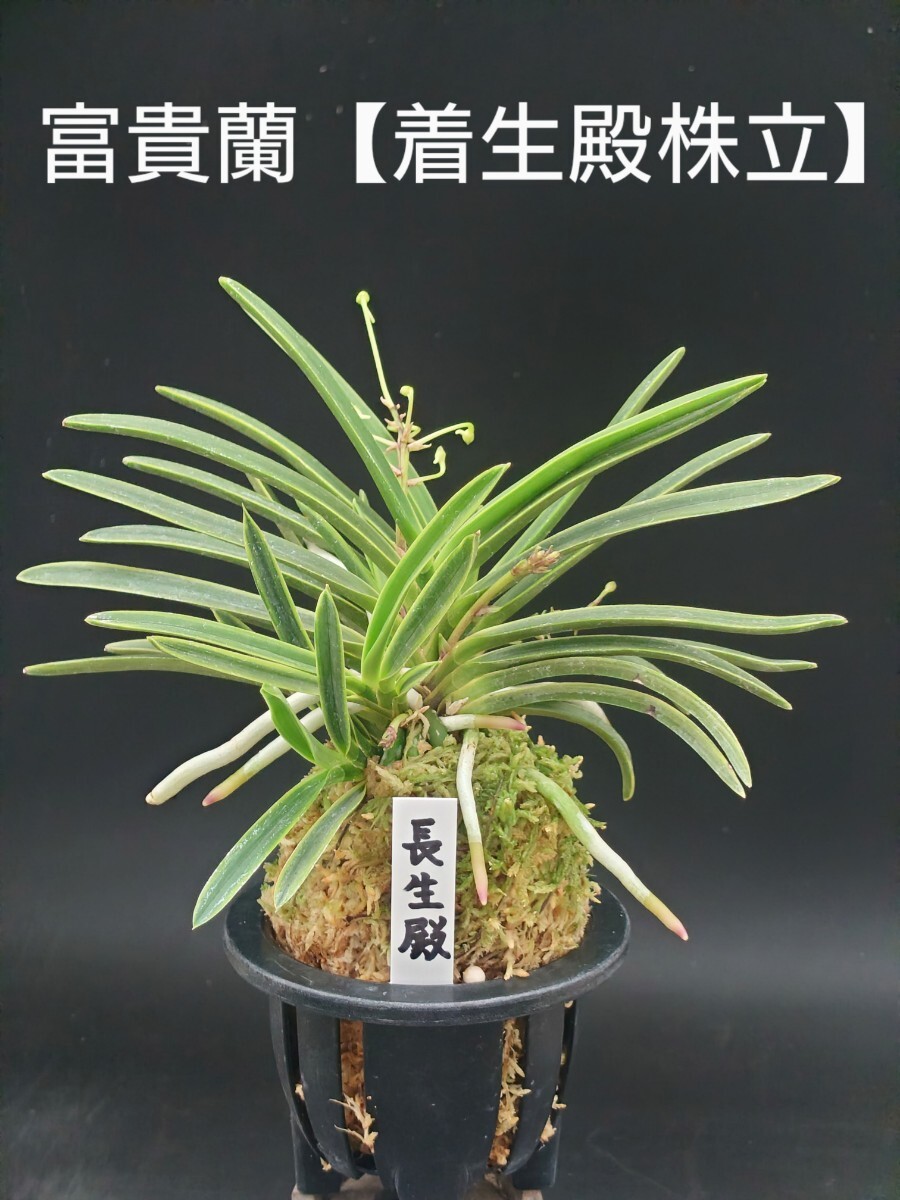 富貴蘭【長生殿 株立】風(fēng)蘭 富貴蘭 セッコク 長生蘭 春蘭 寒蘭 ラン