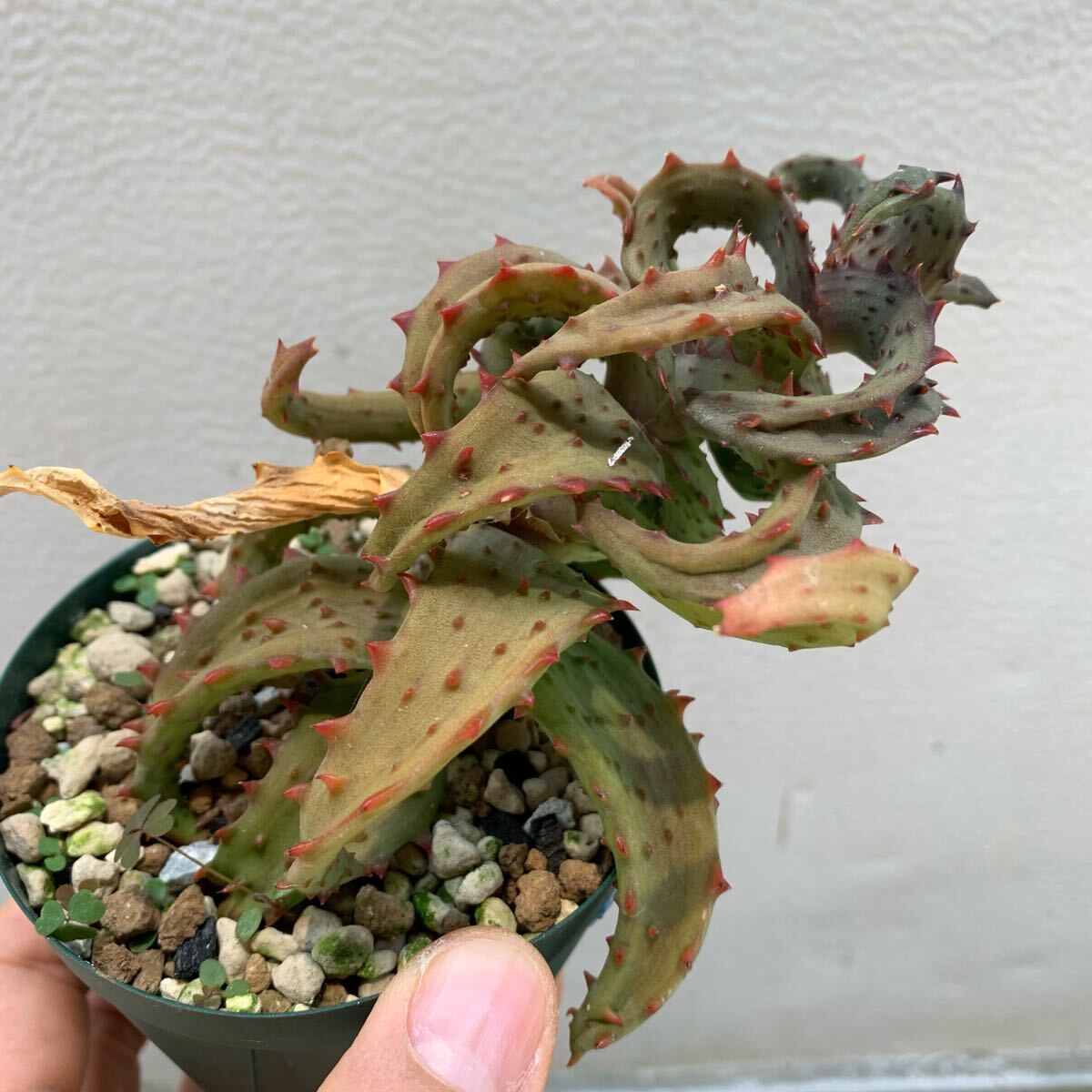 Aloe castilloniae アロエ カスティロニアエ 黃肌 枝差し発根済み（多肉植物 観葉植物）