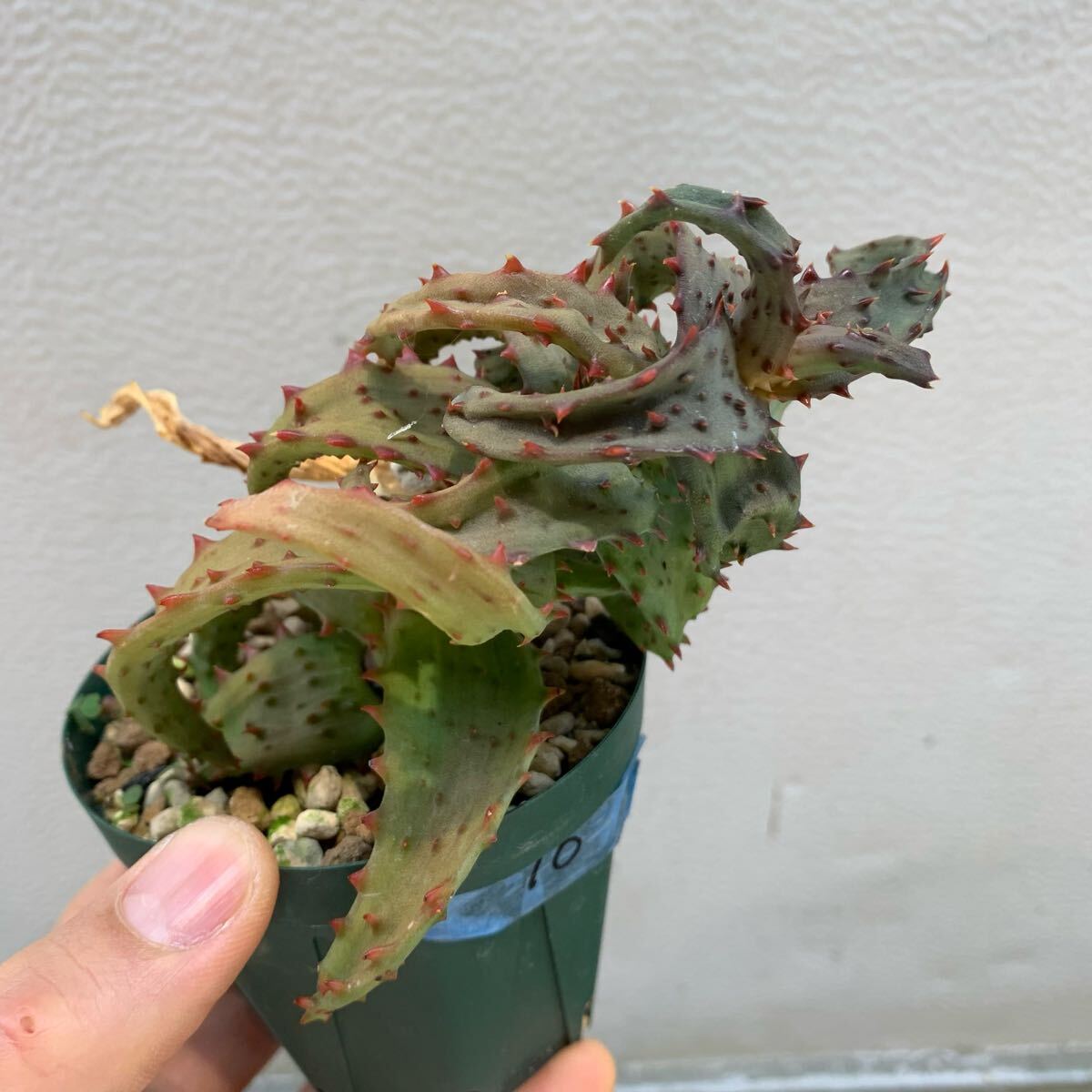 Aloe castilloniae アロエ カスティロニアエ 黃肌 枝差し発根済み（多肉植物 観葉植物）