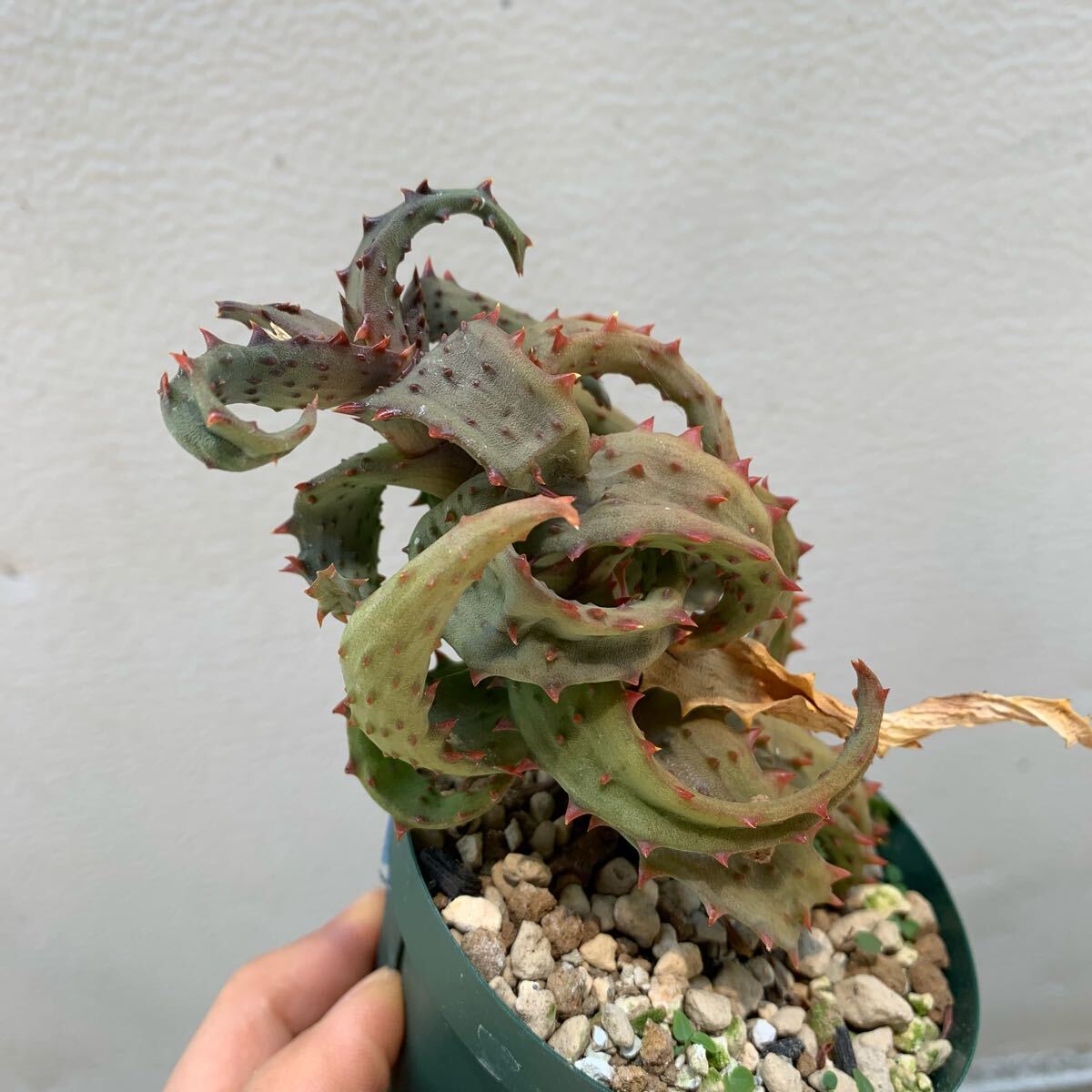 Aloe castilloniae アロエ カスティロニアエ 黃肌 枝差し発根済み（多肉植物 観葉植物）