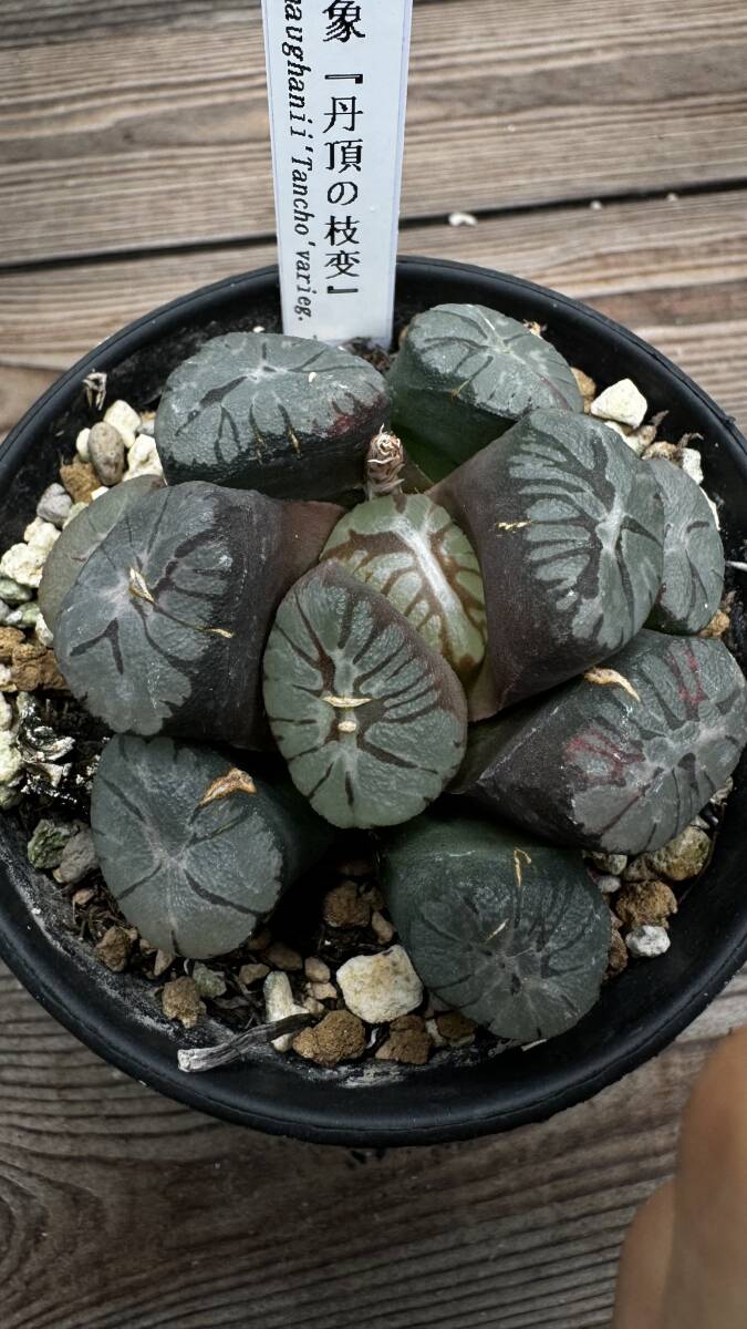 L16 肉植物 ハオルチア　ハオルシア 丹頂の枝変 多年株 超美品 /検 白蛇伝 白狐伝 全面窓 総窓 極上斑錦 糊斑