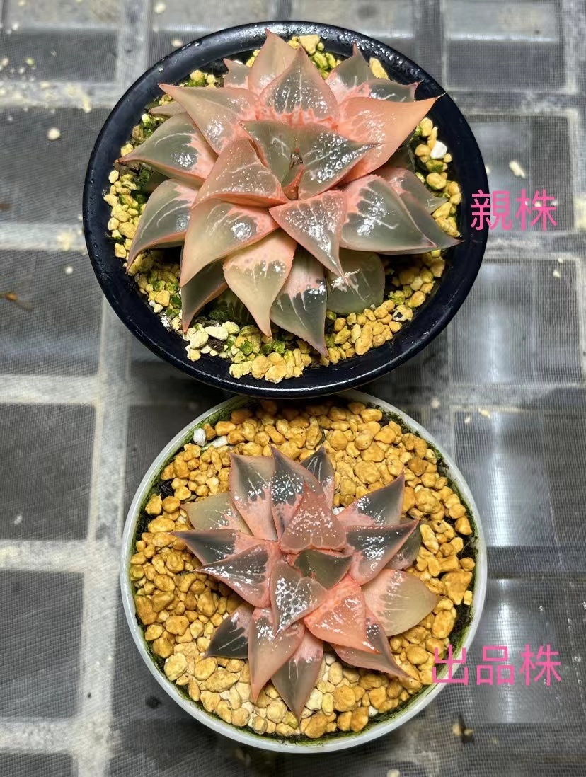 A22 多肉植物 ハオルチア ハオルシア セクシーな赤い唇 糊斑錦