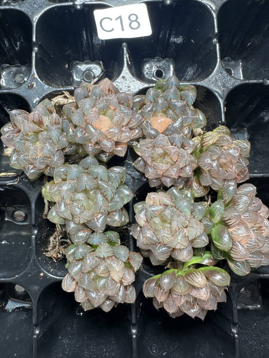 ま*ら様 多肉植物　ハオルチア　白狐伝錦　糊斑　ピンク系　超美品 Yahoo!オークション - 多肉植物 ハオルチア 白狐伝 糊斑 超美品
