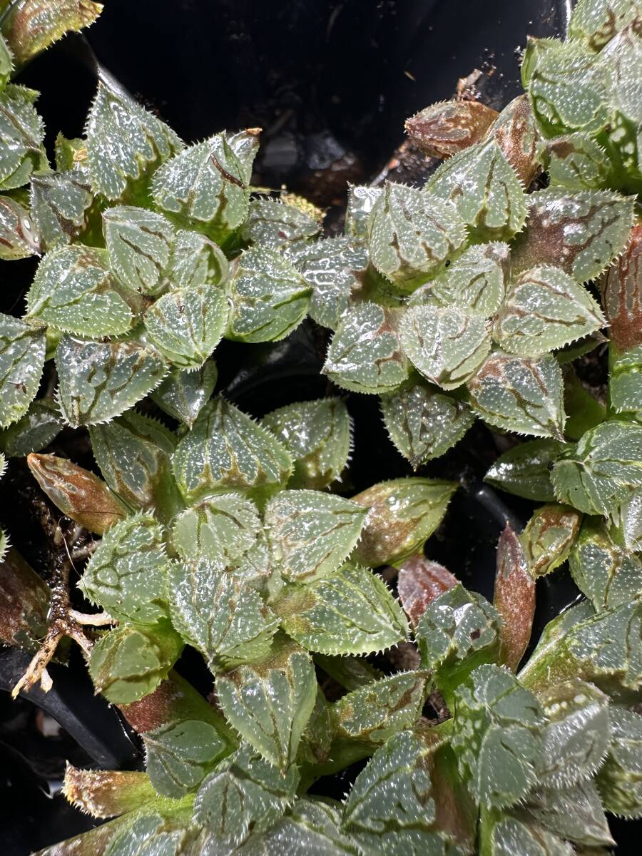 C25 多肉植物 ハオルチア ハオルシア 氷魁寿 全面窓 総窓 極上斑