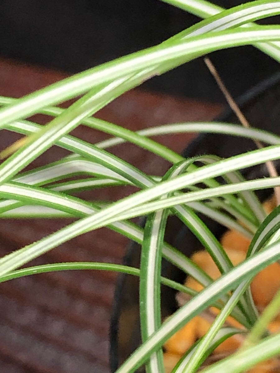 山野草　斑入ショタイソウ　數(shù)本　