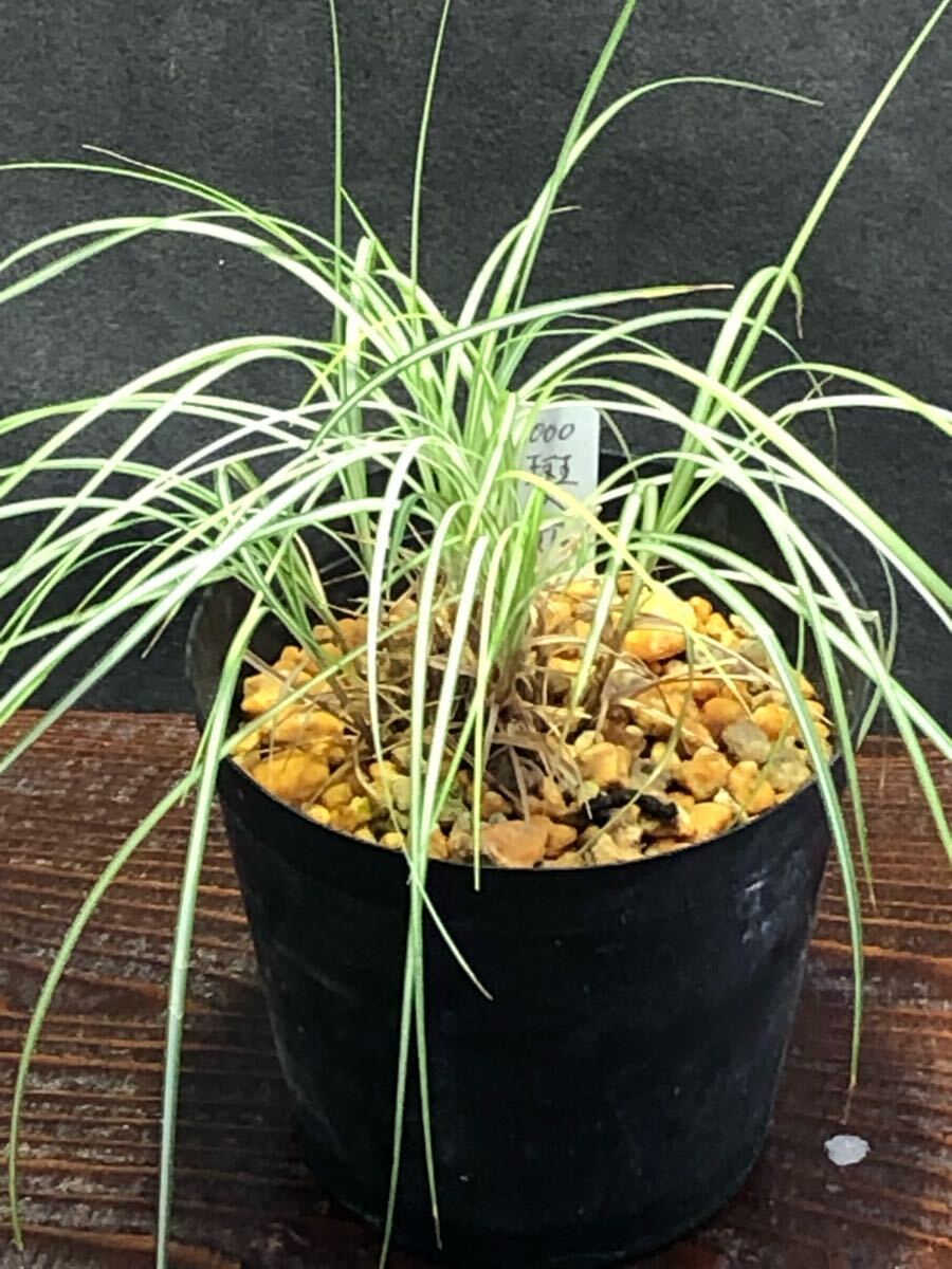 山野草　斑入ショタイソウ　數(shù)本　