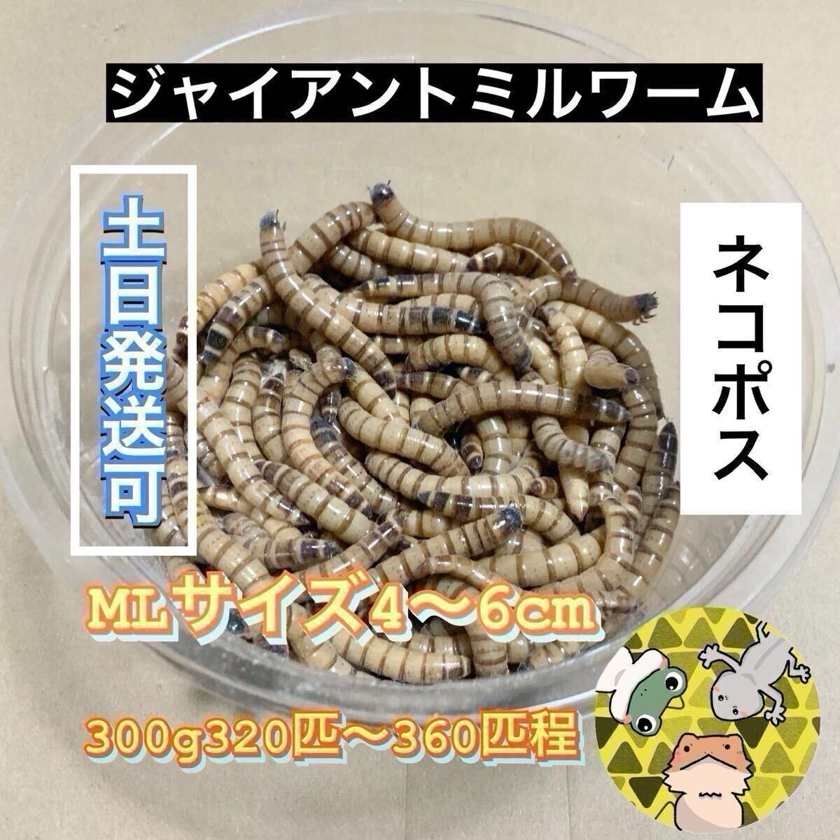 ML 300グラム 約320匹?360匹程　ジャイアントミルワーム 