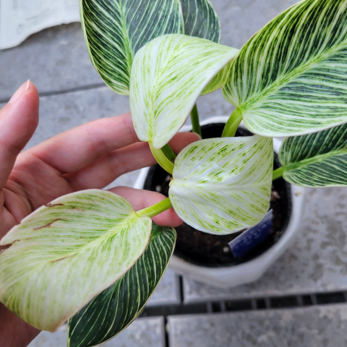 フィロデンドロン バーキン 観葉植物 斑入り インテリア