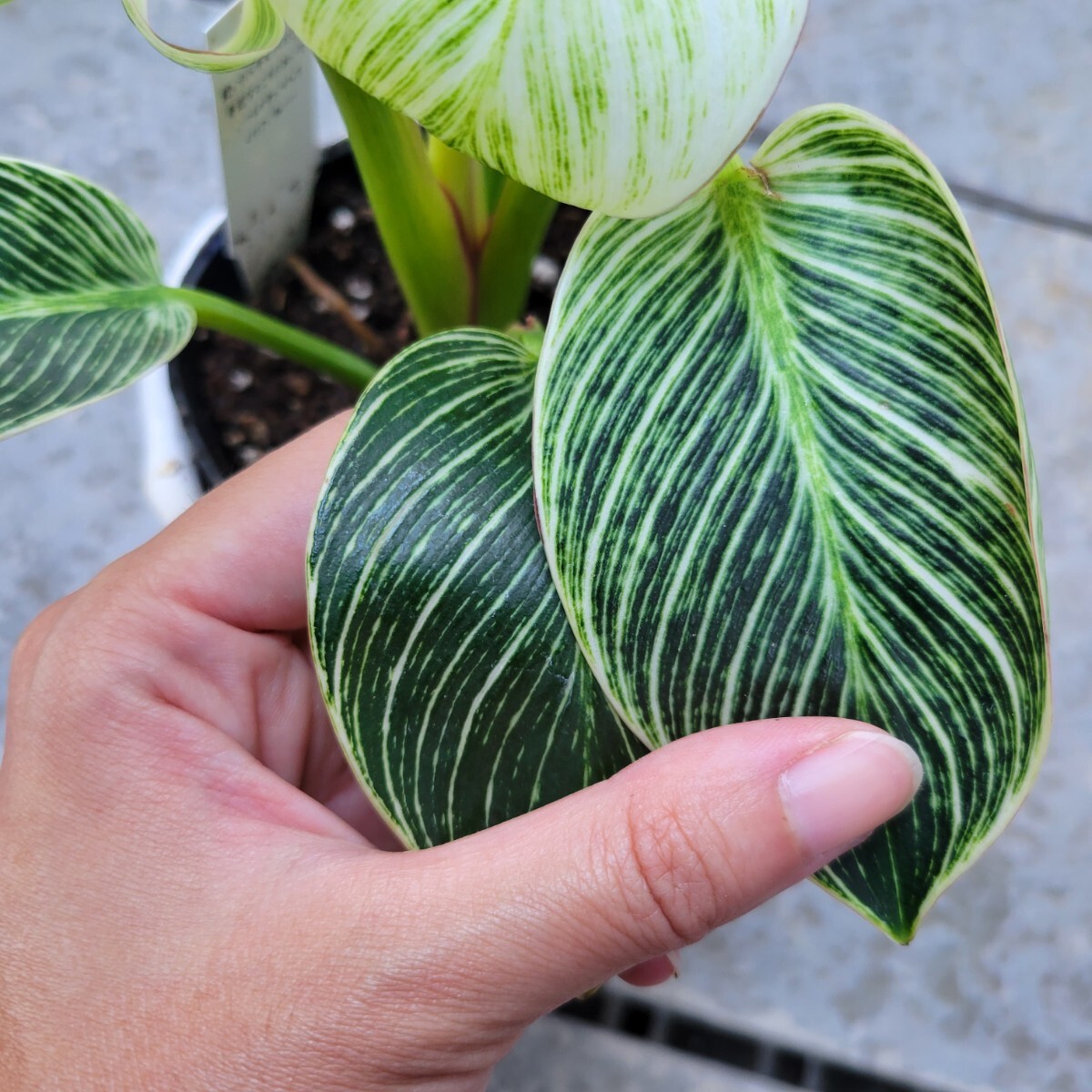 フィロデンドロン バーキン 観葉植物 斑入り インテリア