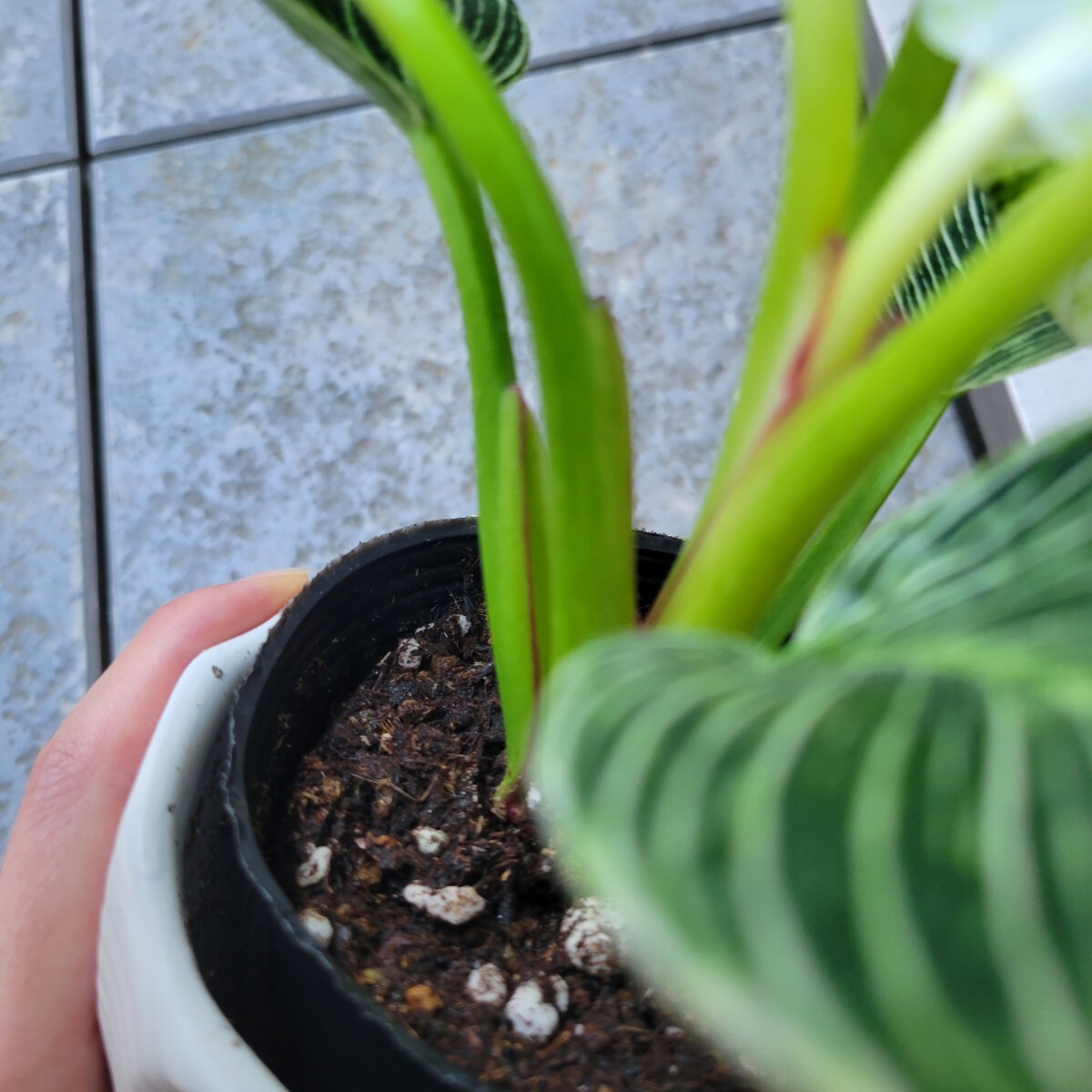 フィロデンドロン バーキン 観葉植物 斑入り インテリア