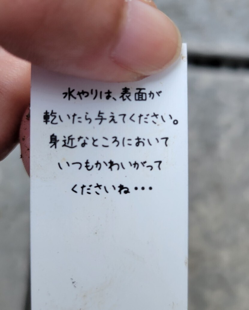 フィロデンドロン バーキン 観葉植物 斑入り インテリア