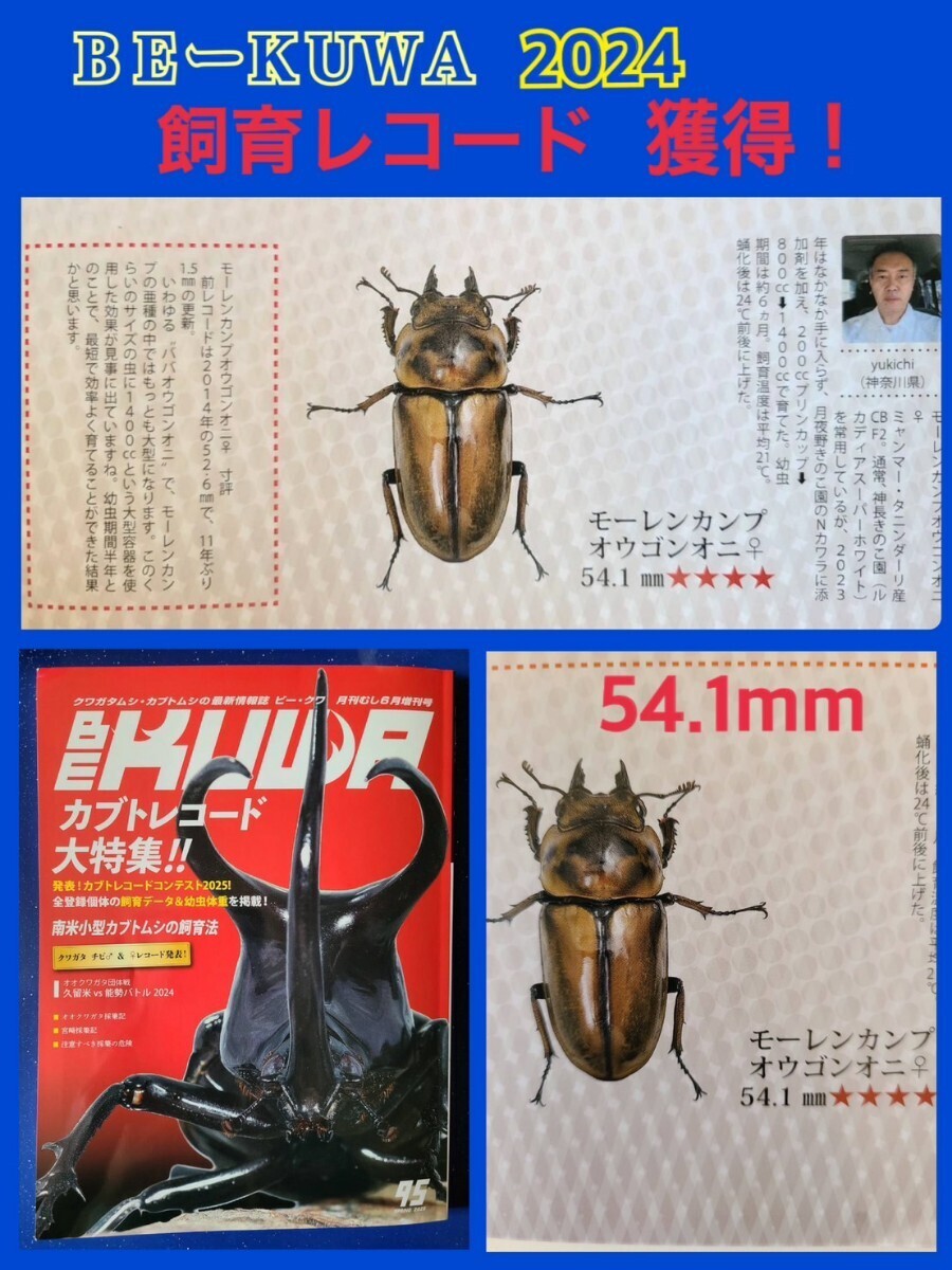 ⑩☆yukichi☆[新成虫]黄金美麗 ババオウゴンオニクワガタ♂61.7