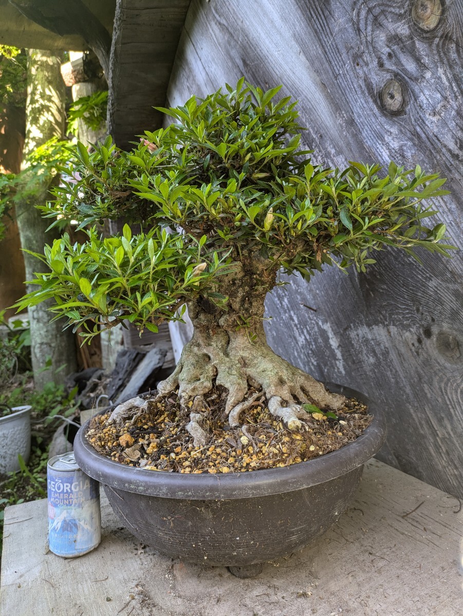 日光 皐月盆栽素材 皐月(さつき)