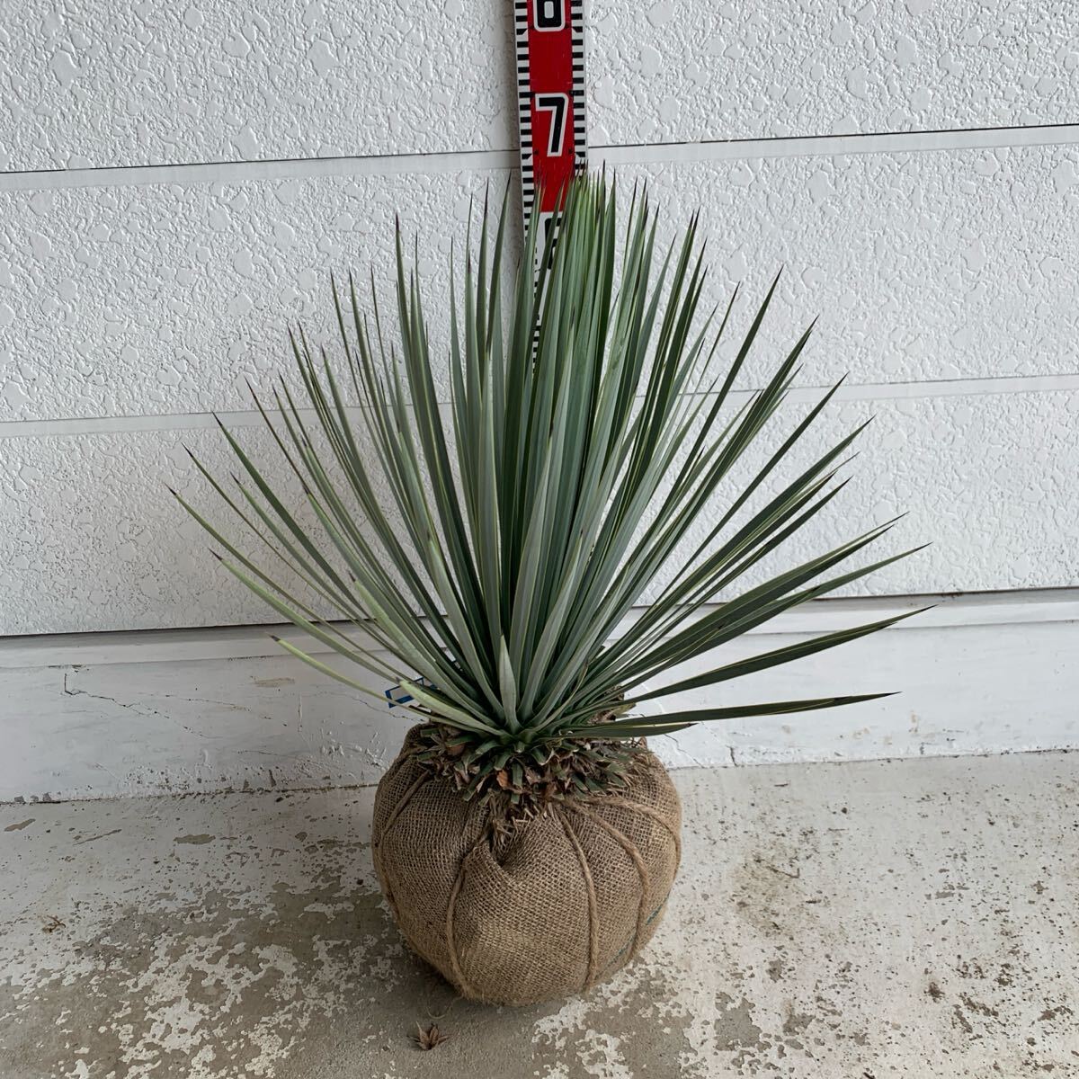 1. フラワー・ガーデニング ユッカ ロストラータ Yucca rostrata