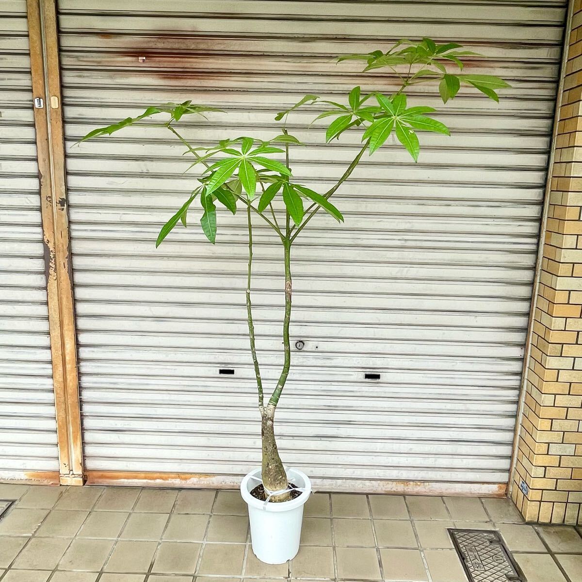 背高め 厳選株 実生 パキラ