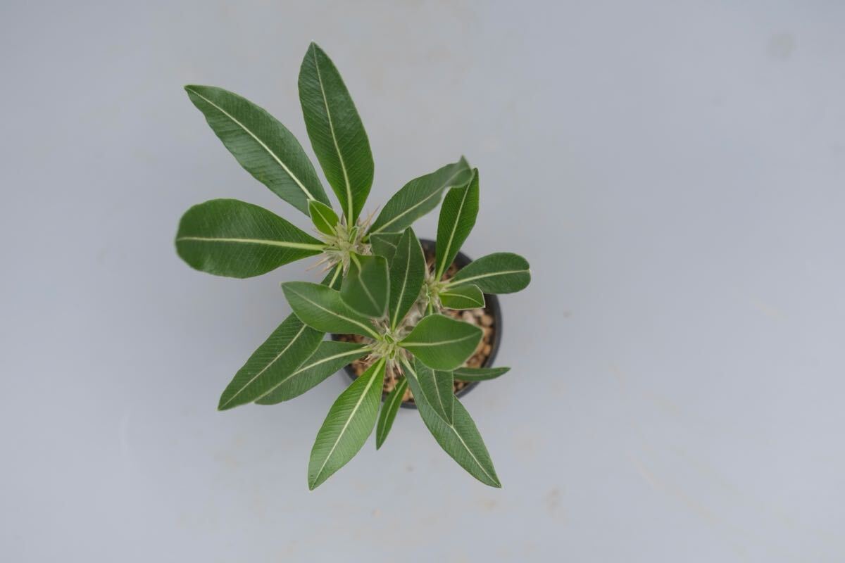 パキポディウム ロスラーツム実生株 ② Pachypodium rosulatum