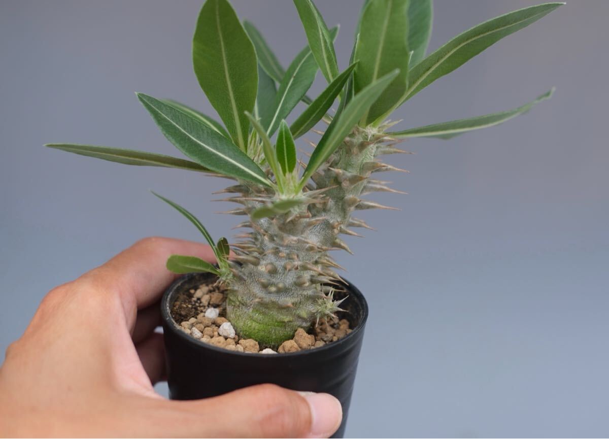 パキポディウム ロスラーツム実生株 ② Pachypodium rosulatum