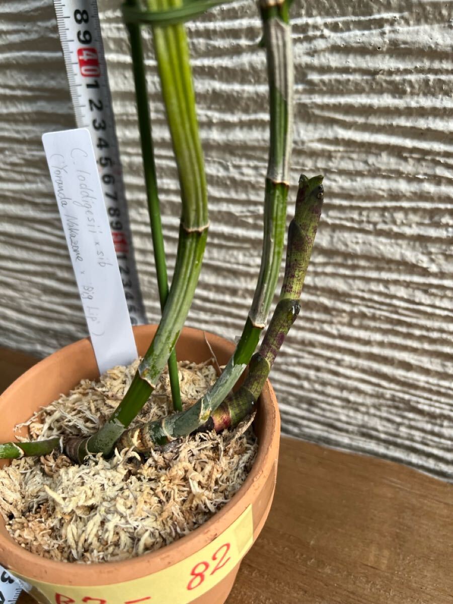 【洋ランR7-82】原種カトレアC.loddigesii x sib('Yoranda Nakazone' x 'Big Lip')