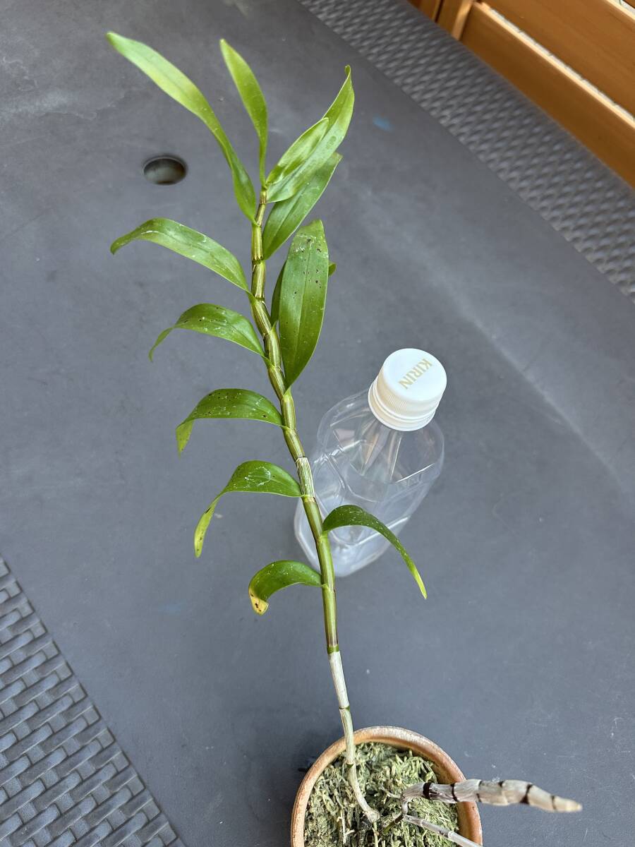 洋ラン Den.moschatum デンドロビウム モスカタム 洋蘭