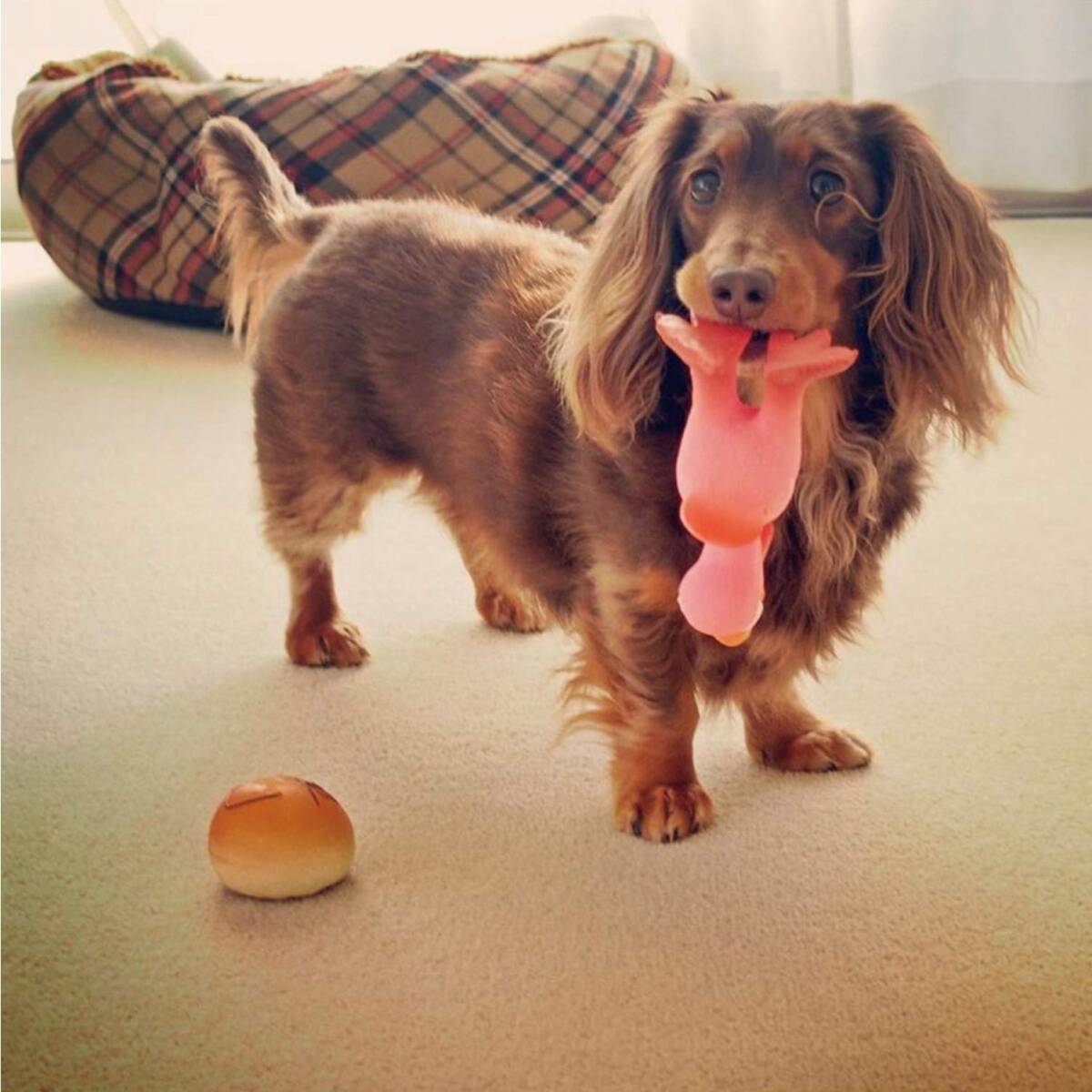 PLATZ PET SUPPLISES&FUN(プラッツ) 犬用おもちゃ スクリーミングチキン ピンク