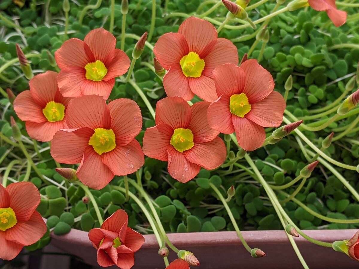  oxalis inaeka белка много мясо лист луковица 