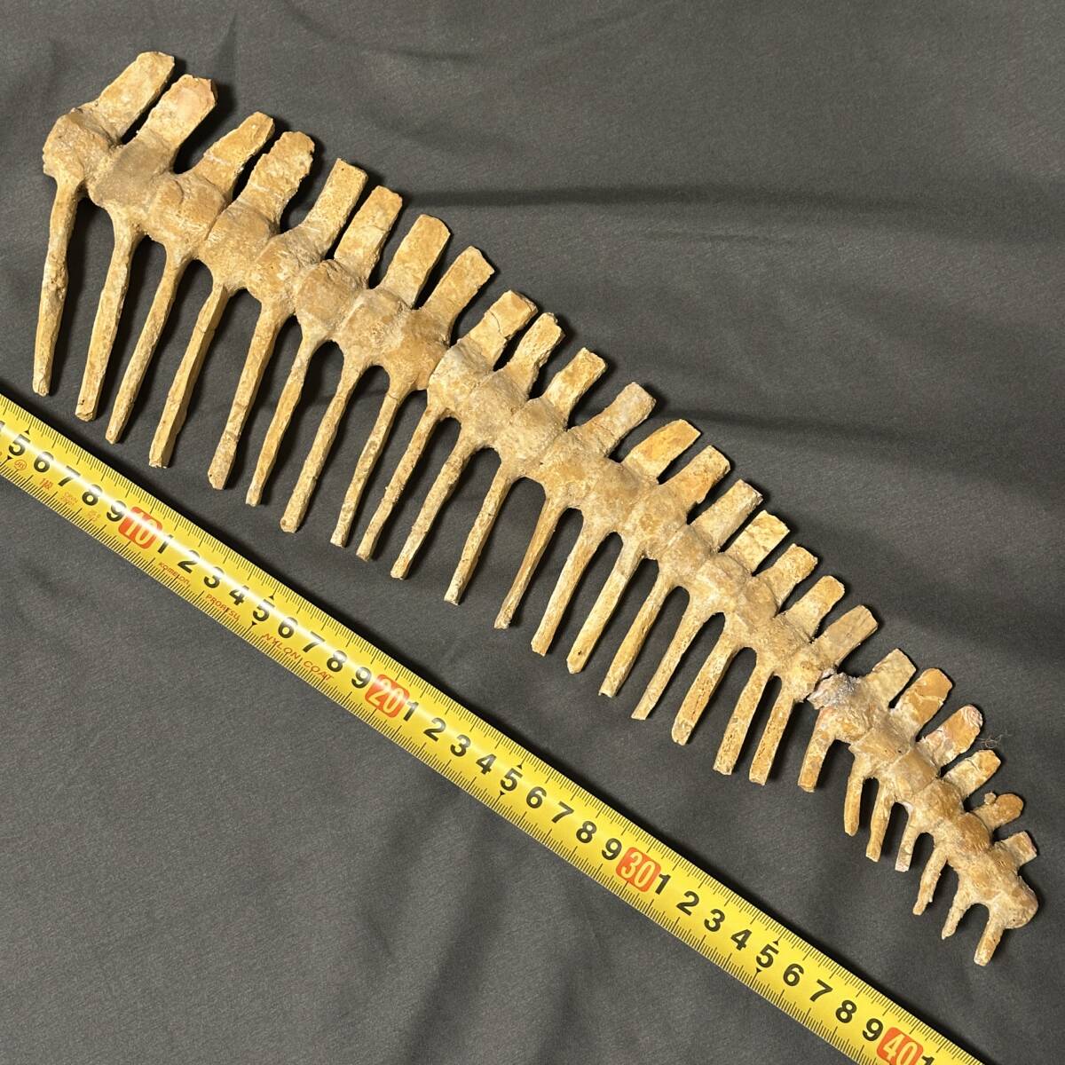 ☆モササウルス 尾 しっぽ 尻尾 化石☆海生爬虫類 モロッコ