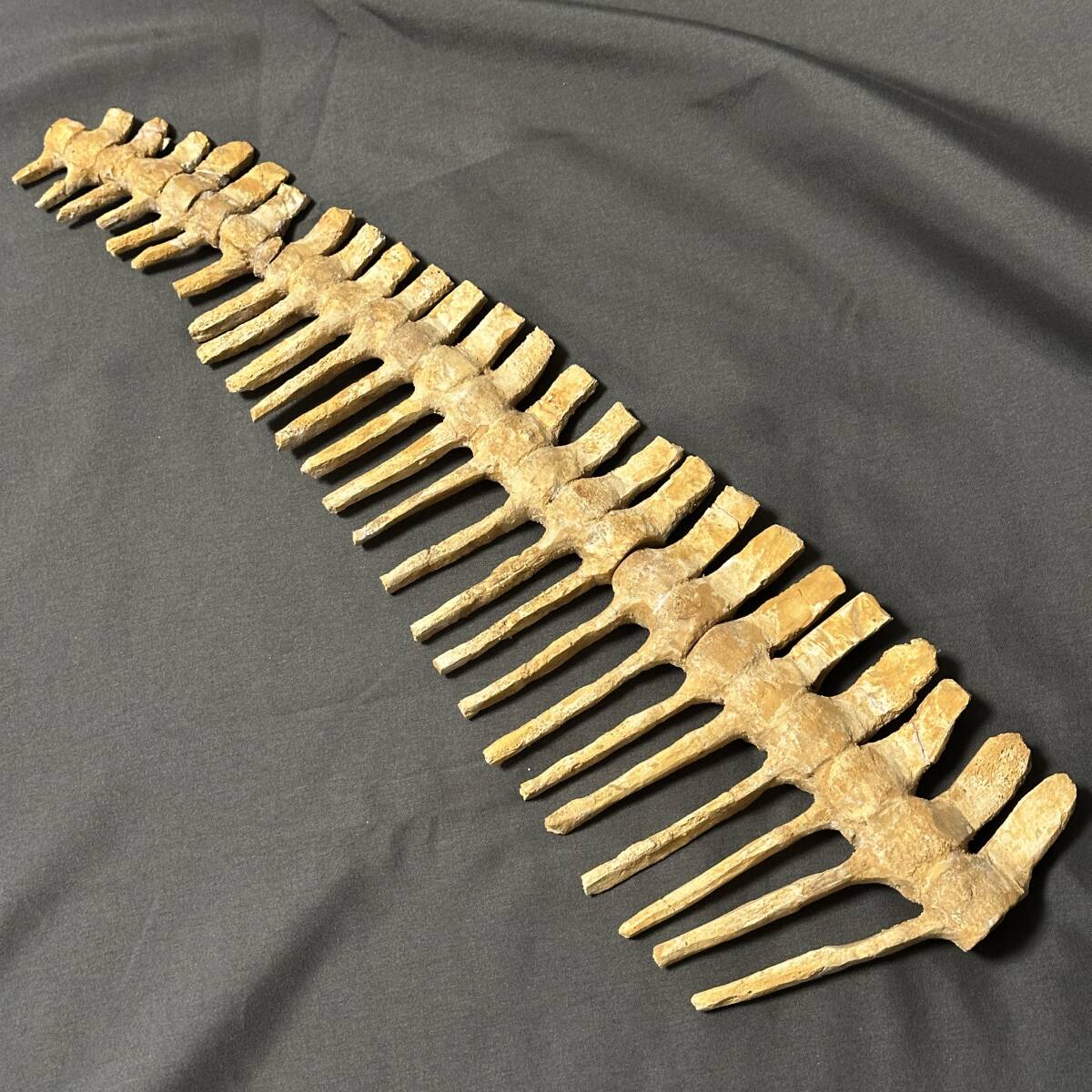 Yahoo!オークション - 1スタ モササウルス 尾/しっぽ 化石 全身