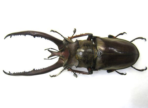 標本】 特大 ケルブス（ヨーロッパ）ミヤマクワガタ ♂83.3mm