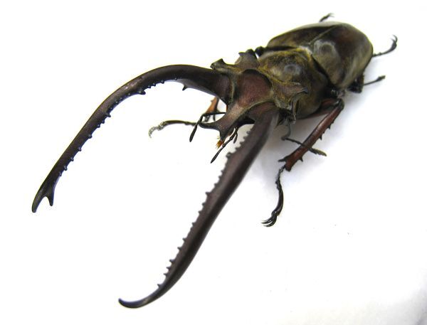 標本】 特大 ケルブス（ヨーロッパ）ミヤマクワガタ ♂83.3mm