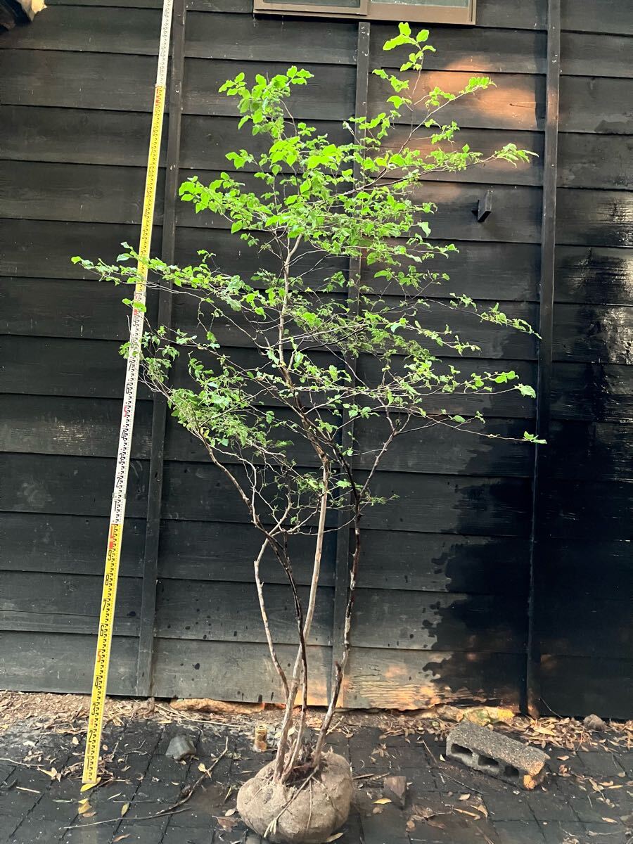 05 ナツハゼ 確認用 植木・庭木