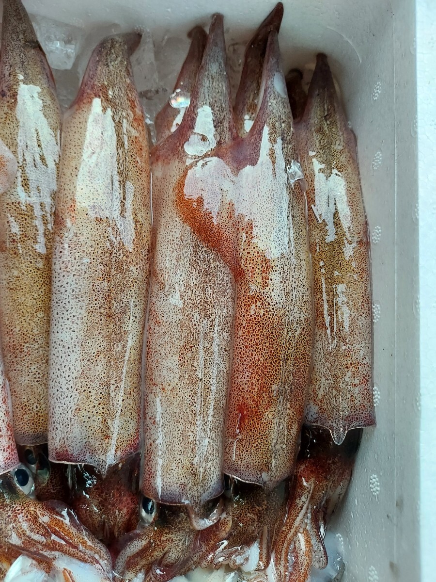 特大ヤリイカ180~200g位1匹798円即決
