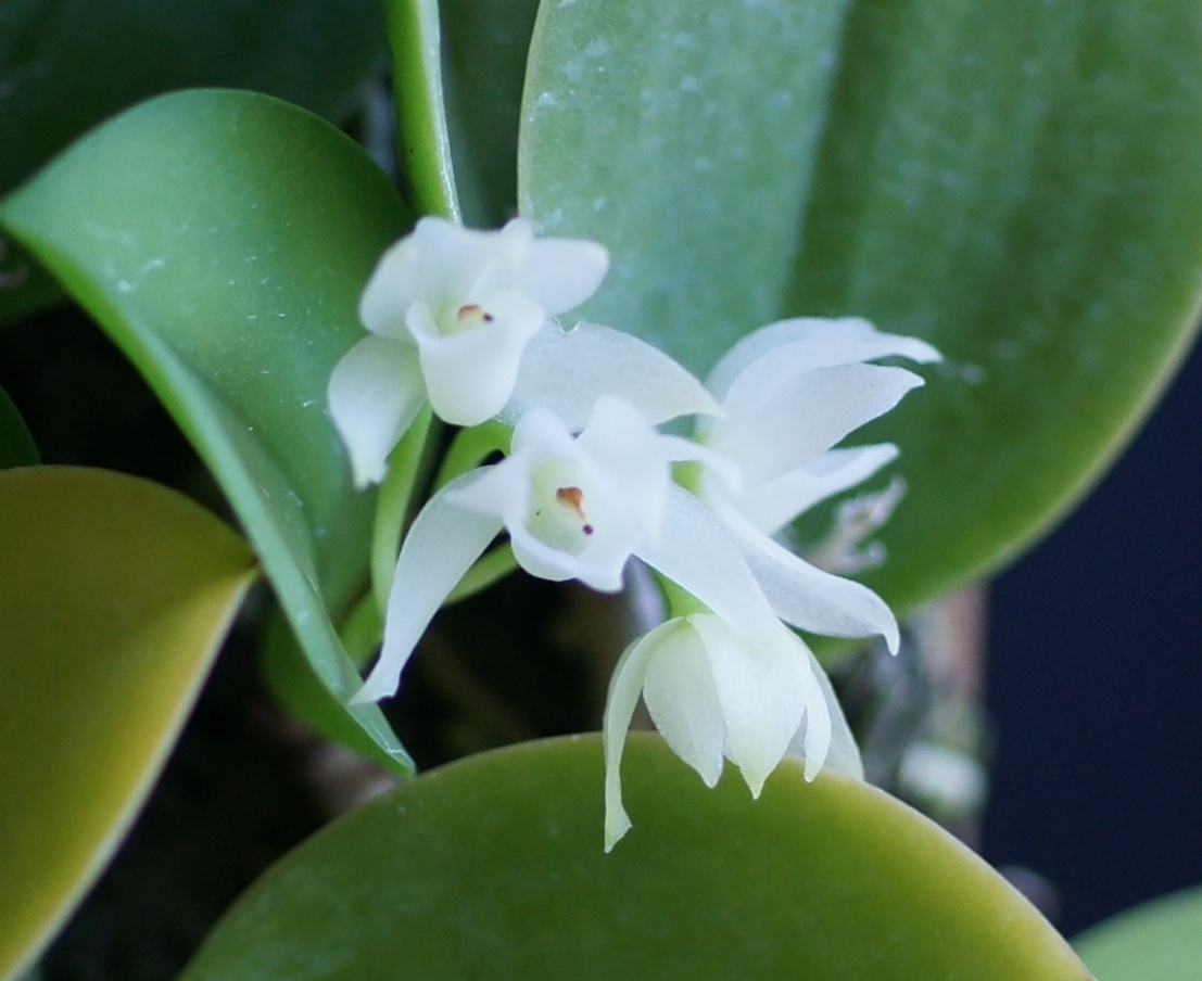 洋蘭　原種　Meiracyllium wendlandii fma album　開(kāi)花中