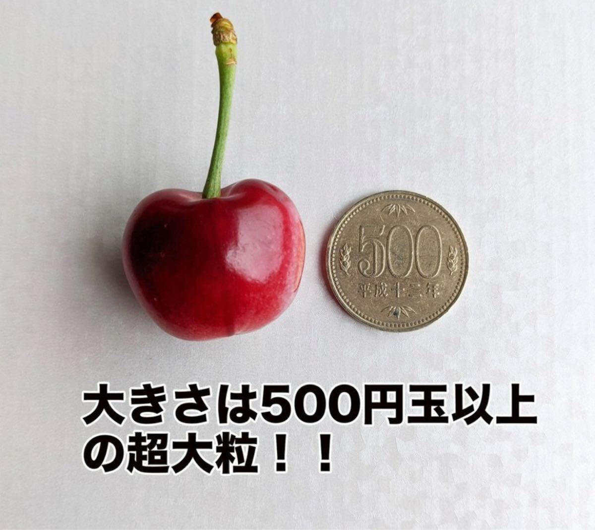 超大粒！9.5r アメリカンチェリー500g 母の日　父の日　中元　家庭用　数量限定　ポスト投函　車厘子 美國櫻桃 さくらんぼ