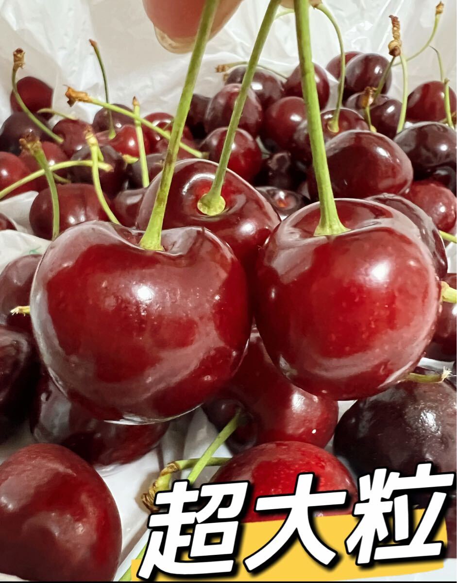 超大粒！9.5r アメリカンチェリー500g 母の日　父の日　中元　家庭用　数量限定　ポスト投函　車厘子 美國櫻桃 さくらんぼ