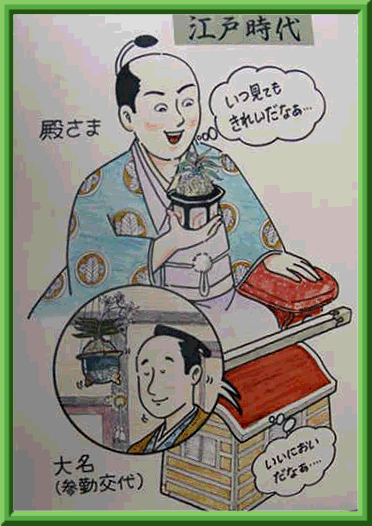 富貴蘭「黒牡丹縞実生f2\32600+苔臺(tái)6ヶ」★廃業(yè)特価★ツイ最近表記で落札したが體調(diào)で泣く泣く1本子付き種木★第四種鉢無根巻発送に限無料
