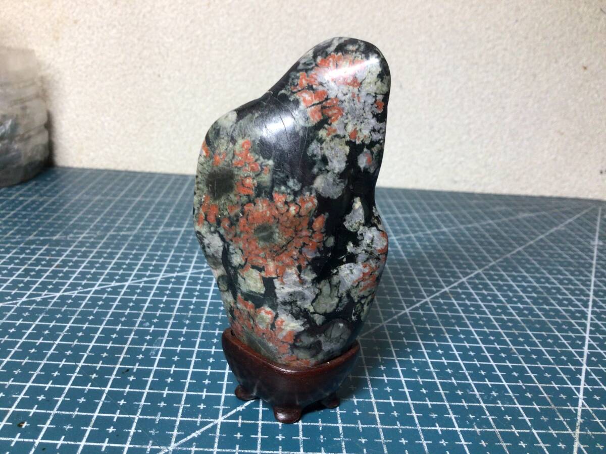 菊花石 赤芯白菊 岐阜県根尾谷産 両面 磨き石 観賞石 水石 台座