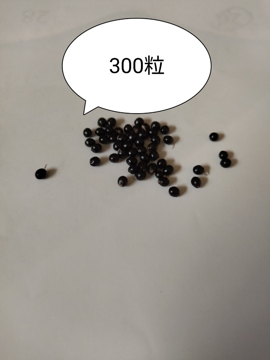  плоды зантоксилума. вид 300 шарик 