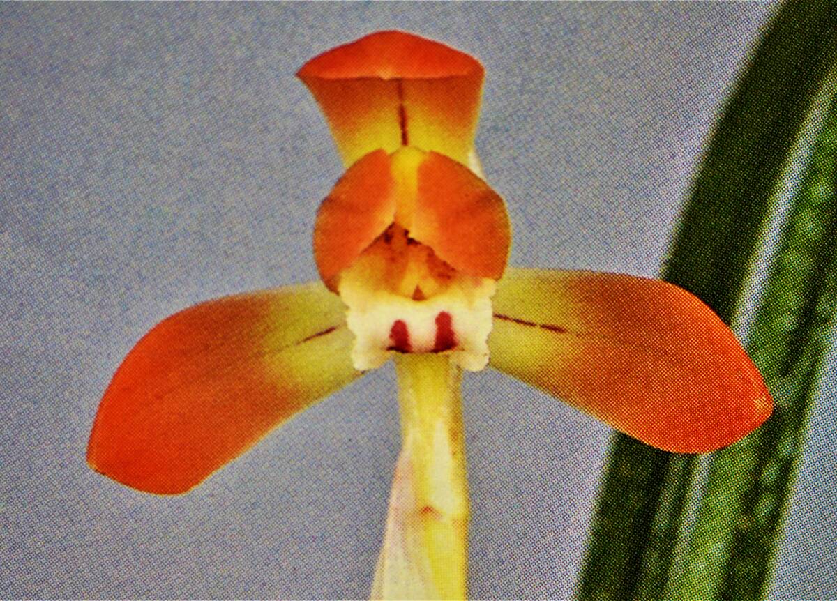日本春蘭 紅玉　良型紅花　山野草　