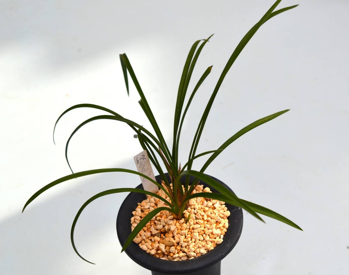 日本春蘭 無名赤花　山野草　
