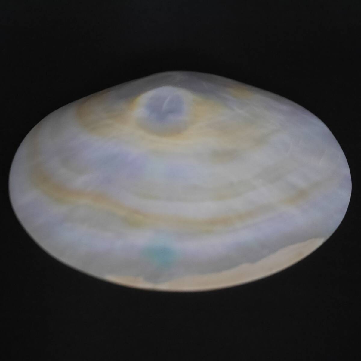 石井 康治? 貝のオブジェ(ガラス製です)_画像5