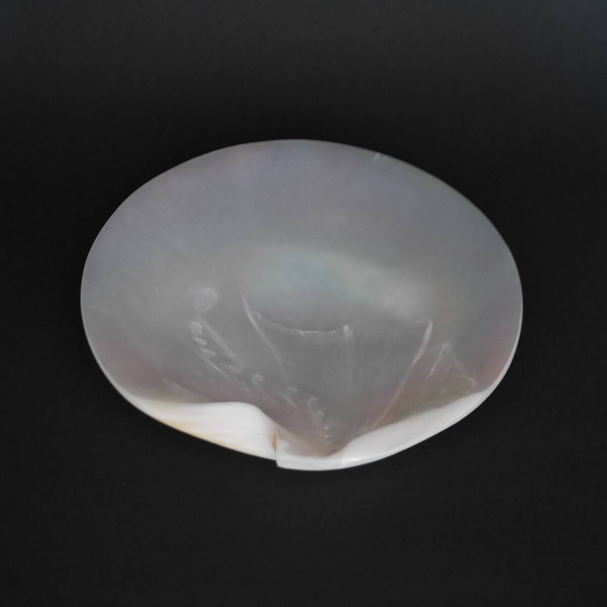 石井 康治? 貝のオブジェ(ガラス製です)_画像3