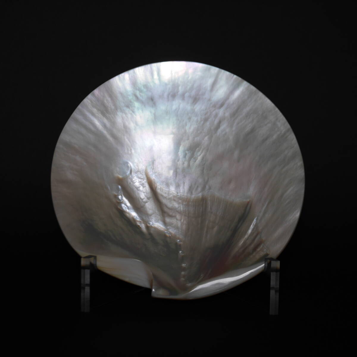 石井 康治? 貝のオブジェ(ガラス製です)_画像1