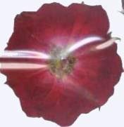 業(yè)務(wù)用 押し花　ミニバラ 大容量 500枚ドライフラワー デコ レジン 封印