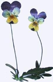 業(yè)務(wù)用 押し花　ビオラ　ヘレンマウント　葉付 大容量 500枚ドライフラワー デコ レジン 封印
