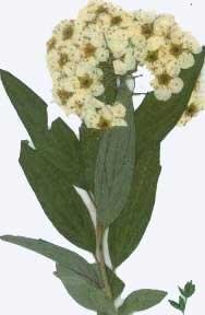 業(yè)務(wù)用 押し花　コデマリ葉つき　300本入 大容量 300枚ドライフラワー デコ レジン 封印