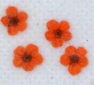 業(yè)務(wù)用 押し花　ネイル用小花　オレンジ染め 大容量 500枚ドライフラワー デコ レジン 封印