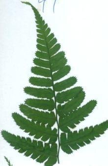 業(yè)務(wù)用 押し花　ワラビ　緑処理 大容量 300枚ドライフラワー デコ レジン 封印