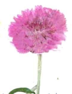 業(yè)務(wù)用 押し花　矢車菊葉付き　ピンク 大容量 300枚ドライフラワー デコ レジン 封印