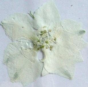 業(yè)務(wù)用 押し花　千鳥草ホワイト 大容量 500枚ドライフラワー デコ レジン 封印