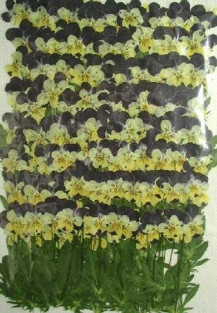 業(yè)務(wù)用 押し花　ビオラ　ヘレンマウント　葉付 大容量 500枚ドライフラワー デコ レジン 封印